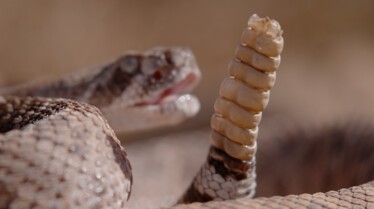 Serpent à sonnette  la terreur du désert (3).jpg