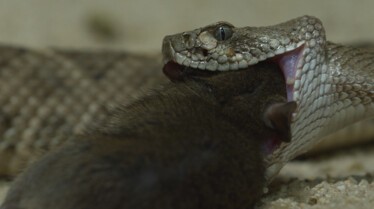 Serpent à sonnette  la terreur du désert.jpg