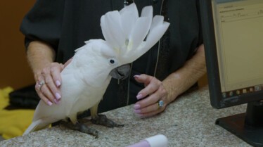 La clinique des animaux exotiques  Petites bêtes (2).JPG