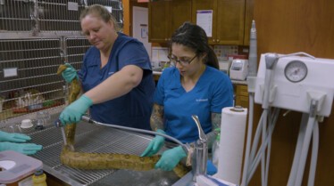 La clinique des animaux exotiques  Petites bêtes.JPG