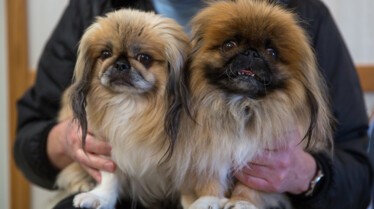 L'incroyable Dr Pol  Bas les pattes ! (2).jpg