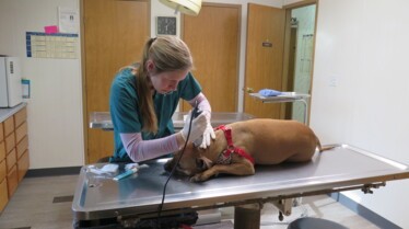 L'incroyable Dr Pol  Bas les pattes ! (3).jpg