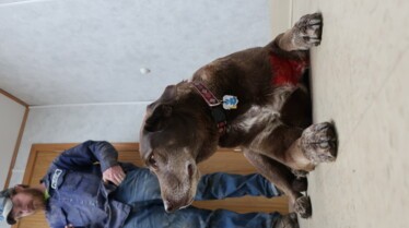 L'incroyable Dr Pol  Bas les pattes !.jpg