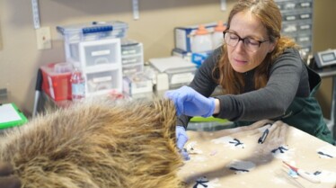 Michelle ou la vie sauvage  Le somme du porc-épic (2).jpg