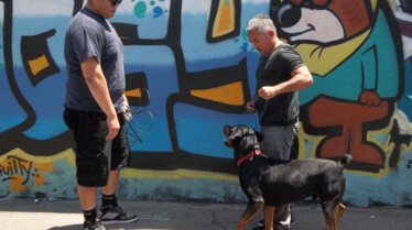 SOS Cesar  Chiens à l'attaque (2).JPG