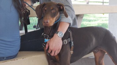 SOS Cesar  Chiens à l'attaque (3).JPG