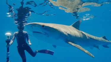Sur les traces du requin-tigre.jpg