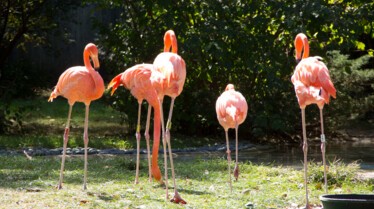 Au coeur du zoo (2).jpg