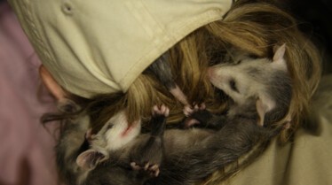 Le refuge du bonheur  Mission Opposum (2).jpg