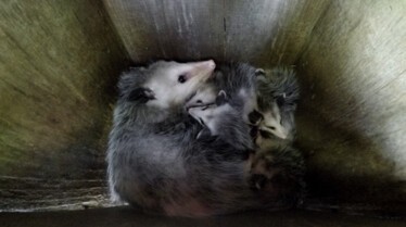 Le refuge du bonheur  Mission Opposum (3).jpg