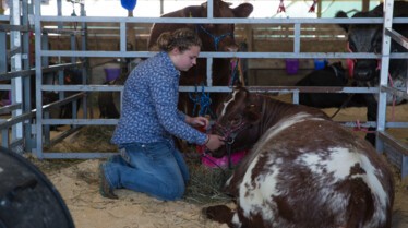 L'incroyable Dr Pol  La foire aux animaux (2).jpg