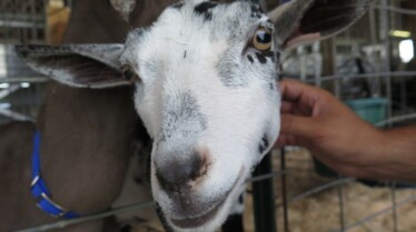 L'incroyable Dr Pol  La foire aux animaux (3).jpg