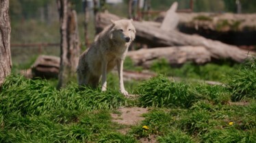 Michelle ou la vie sauvage  Le grand méchant loup.JPG