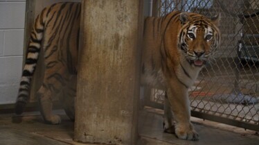 Secrets of The Zoo (2).jpg