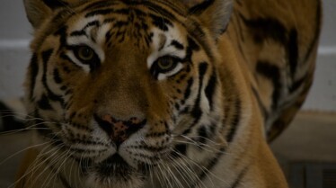 Secrets of The Zoo (3).jpg