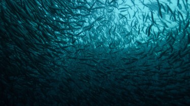 Ep101_SecretsOfTheWhales_008.jpg