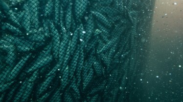 Ep101_SecretsOfTheWhales_012.jpg