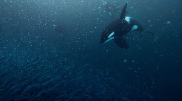 Ep101_SecretsOfTheWhales_013.jpg