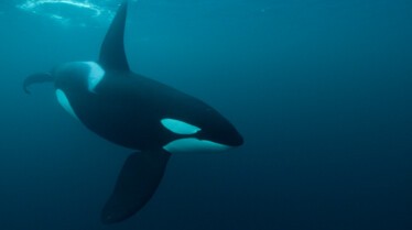 Ep101_SecretsOfTheWhales_014.jpg