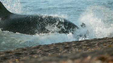 Ep101_SecretsOfTheWhales_015.jpg