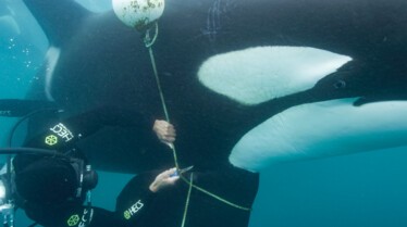 Ep101_SecretsOfTheWhales_017.jpg