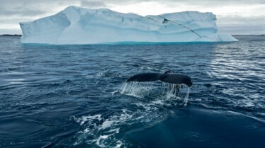 Ep102_SecretsOfTheWhales_008.jpg