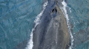 Ep102_SecretsOfTheWhales_009.jpg