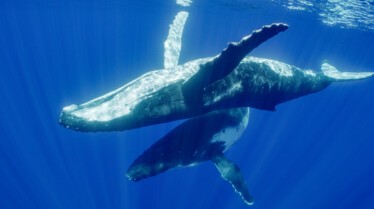 Ep102_SecretsOfTheWhales_011.jpg