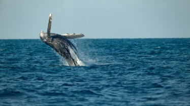 Ep102_SecretsOfTheWhales_012.jpg