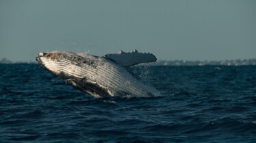 Ep102_SecretsOfTheWhales_013.jpg