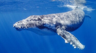 Ep102_SecretsOfTheWhales_014.jpg