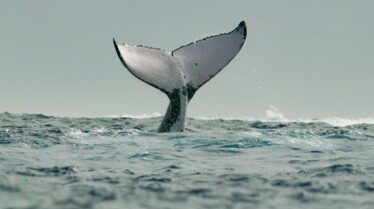 Ep102_SecretsOfTheWhales_016.jpg
