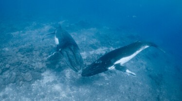 Ep102_SecretsOfTheWhales_019.jpg