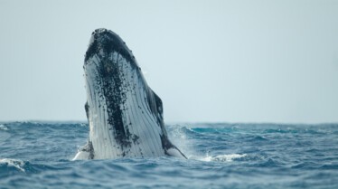 Ep102_SecretsOfTheWhales_020.jpg