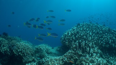 Ep103_TropicalSerenity_EarthMoods_43.jpg
