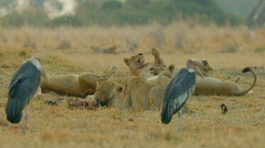 Ep406_TheCrown_SavageKingdom_LR_38.JPG