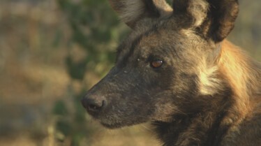 Ep401_SavageKingdom_LR_13.JPG