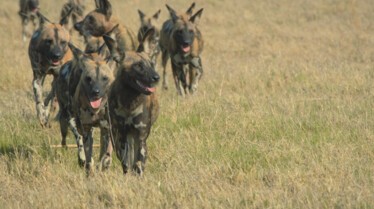 Ep401_SavageKingdom_LR_16.JPG