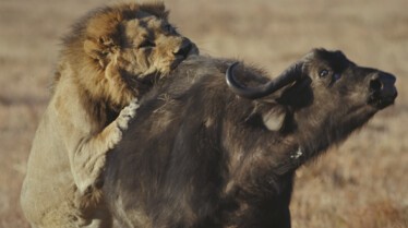 Ep401_SavageKingdom_LR_33.JPG
