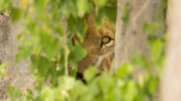Ep402_SavageKingdom_05.jpg