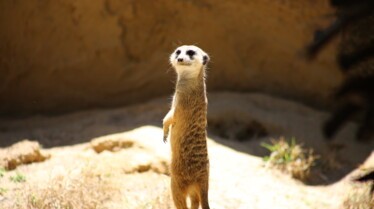 United Vets of America 1.jpg