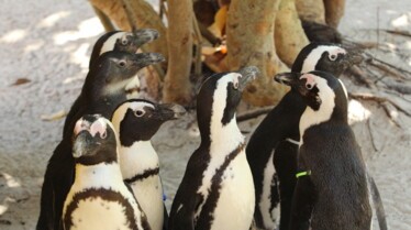 United Vets of America 2.jpg