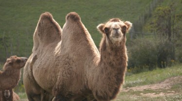 United Vets of America 3.jpg