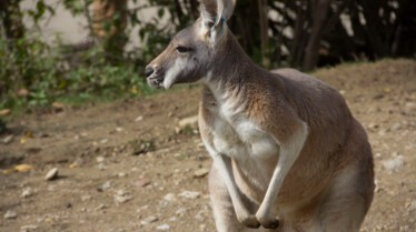 United Vets of America 8.jpg