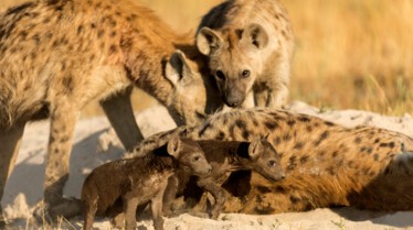 AMothersSacrifice_ep401_SavageKingdom_09.jpg