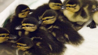 WhatTheDuck_003_BanditPatrolII.jpg