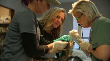 Florida Animal Police  Terreur canine 4.jpg