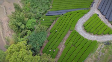 JAPAN FROM ABOVE ep 5 Kyushu - Ureshino tea plantation ©NHK-GEDEON.jpg