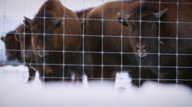 BisonBusiness_DrOakleyYukonVet_Ep501_LR_02.jpg