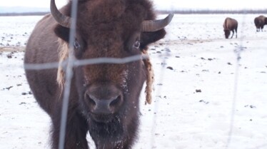 DrOakleyYukonVet_Ep501_02.jpg